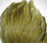 ������� ���� Hen feathers  ��������� 